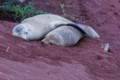 Gal�pagos sea lions (Zalophus wollebaeki)