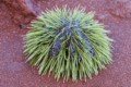 Urchin