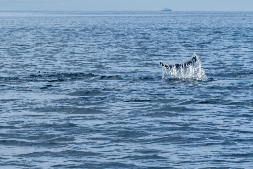 Bottlenose dolphin