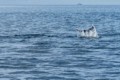 Bottlenose dolphin