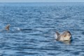 Bottlenose dolphin