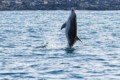 Bottlenose dolphin