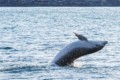 Bottlenose dolphin
