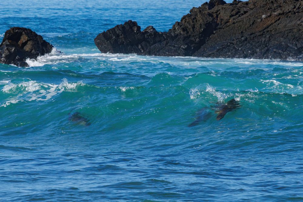 Surfing sealions