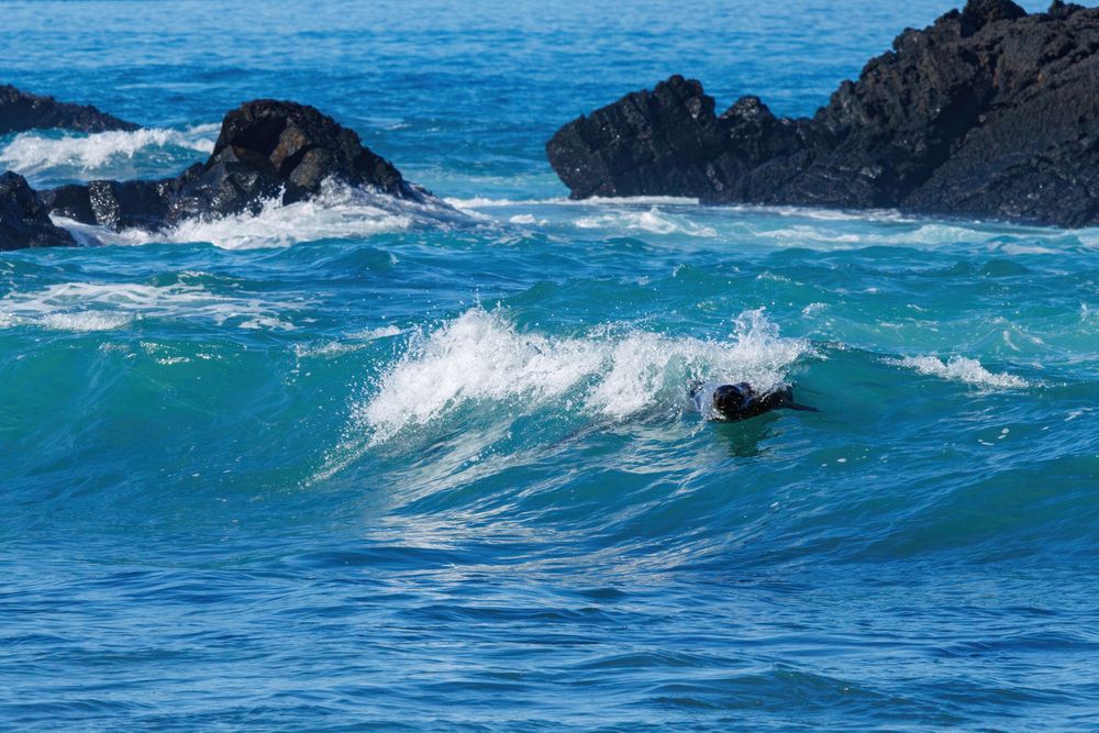 Surfing sealions