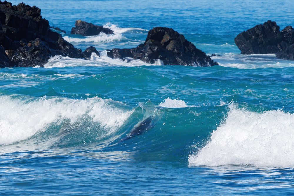 Surfing sealions