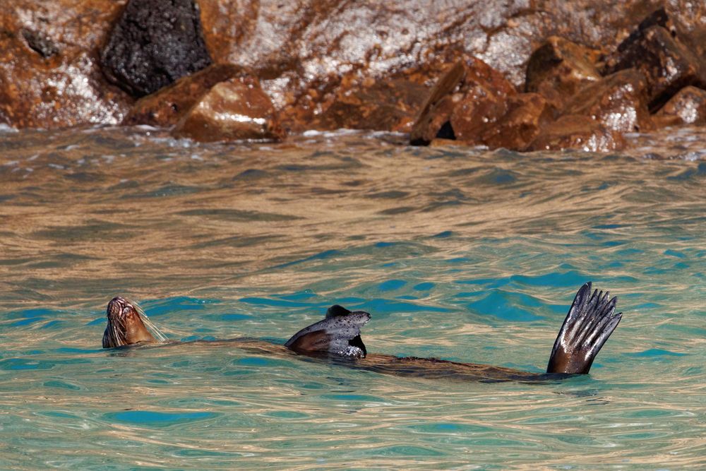Sealion napping