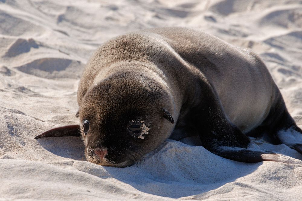 Gal�pagos sea lion (Zalophus wollebaeki) - 1 day old pup