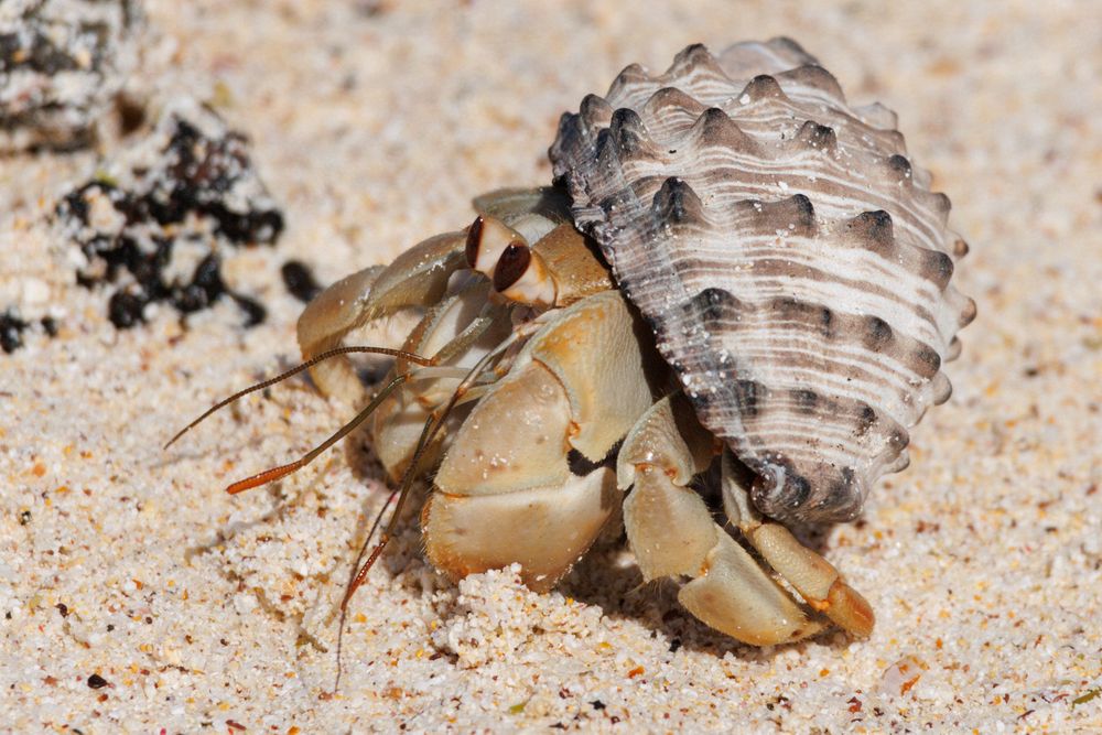 Hermit crab