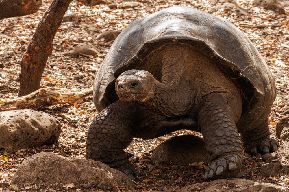 Galapagos Tortoise (Chelonoidis niger)
