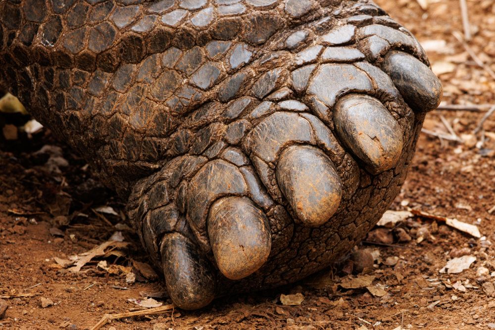 Galapagos Tortoise (Chelonoidis niger) - foot