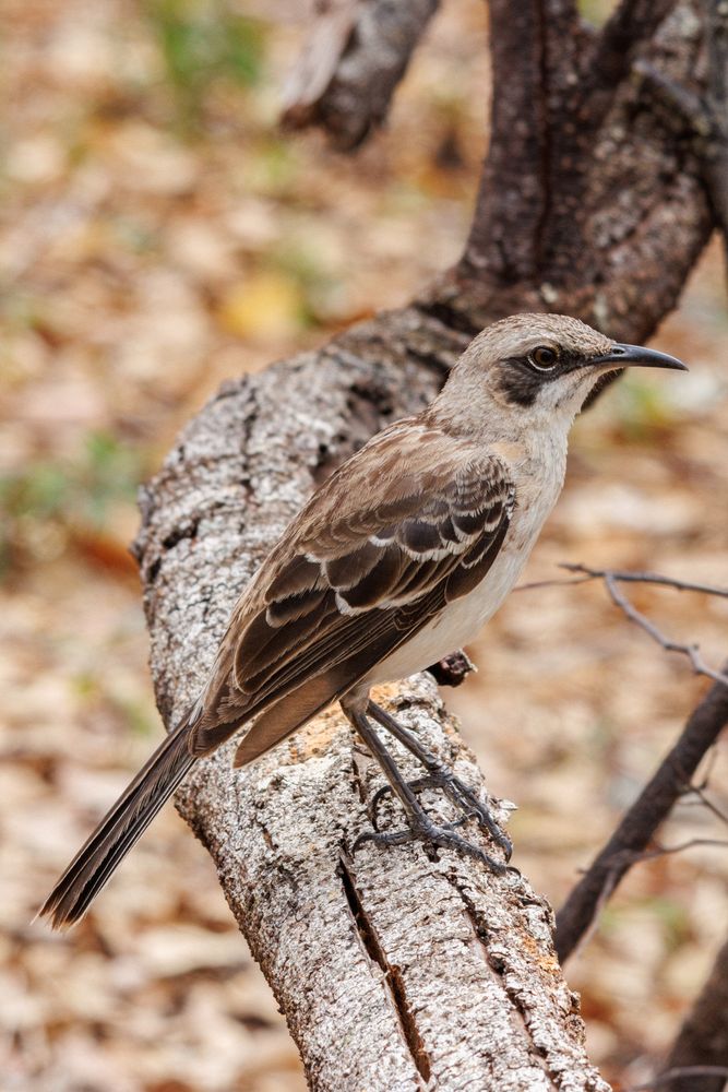 San Crist�bal Mockingbird (Mimus melanotis)