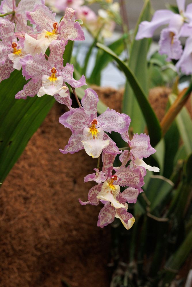 Ecuagenera Orchids