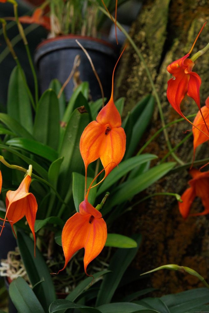 Ecuagenera Orchids