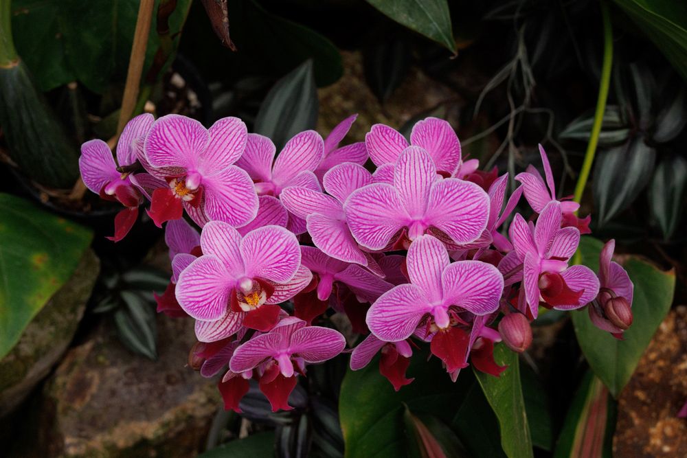 Ecuagenera Orchids