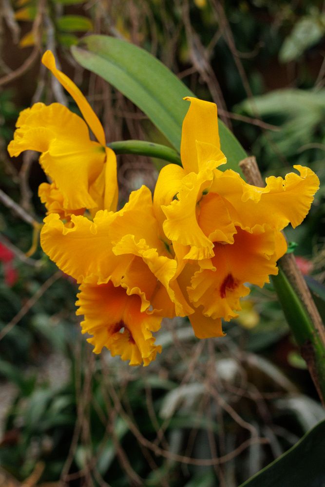 Ecuagenera Orchids