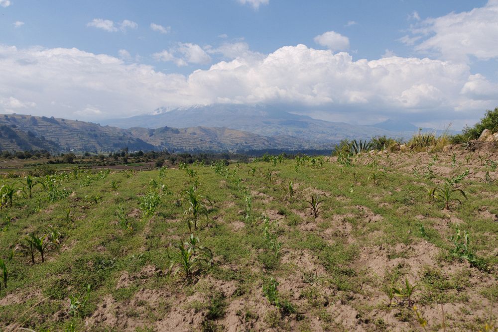 Corn and Chimborazo (distant)