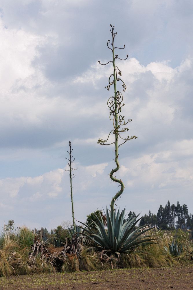 Palacio Real - Agave