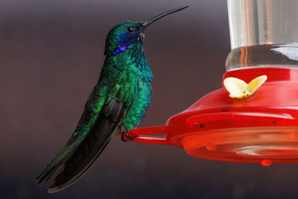 Sparkling Violetear Hummingbird