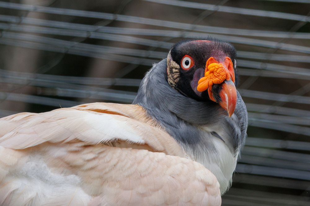 Eco zool�gico San Mart�� - King vulture