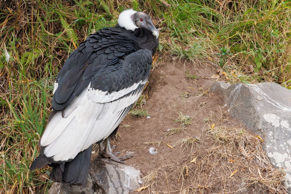 Eco zool�gico San Martin - Andean Condor
