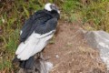 Eco zool?gico San Mart?n - Andean Condor