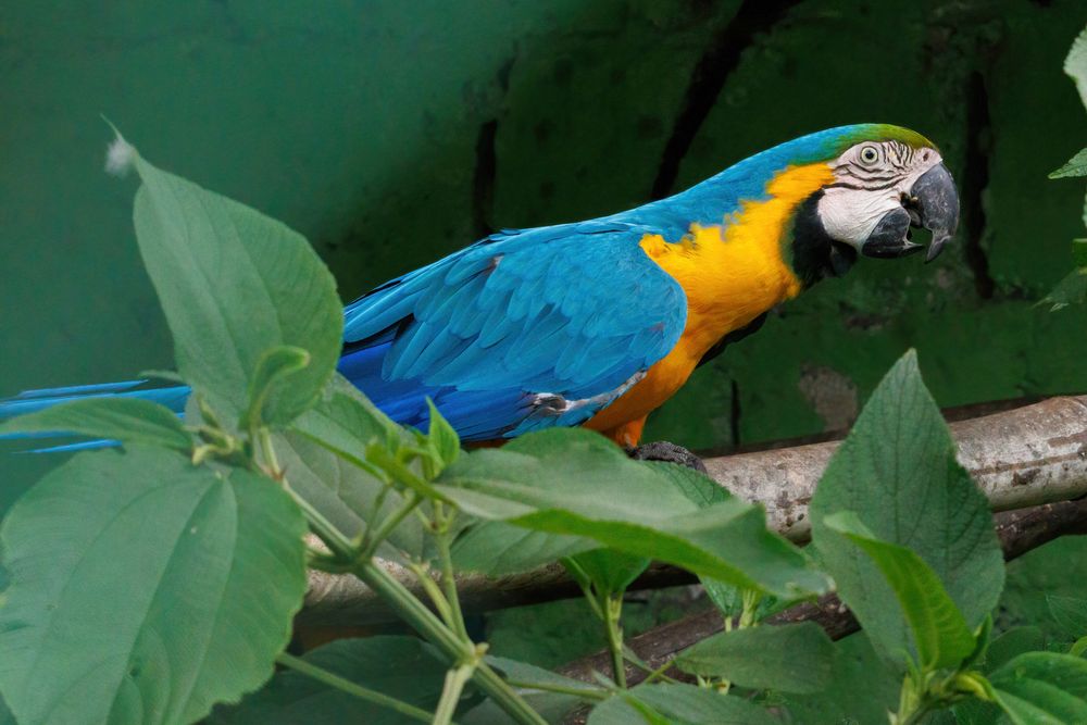 Eco zool�gico San Mart�� - parrot