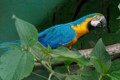 Eco zool?gico San Mart?n - parrot