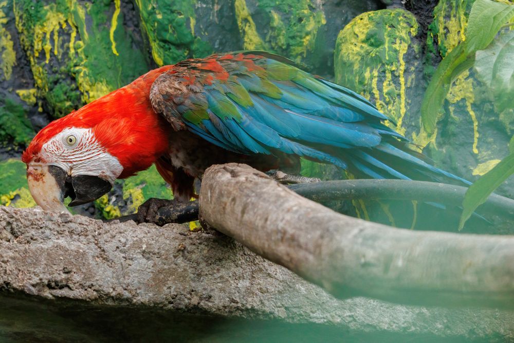 Eco zool�gico San Mart�� - parrot