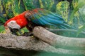 Eco zool?gico San Mart?n - parrot
