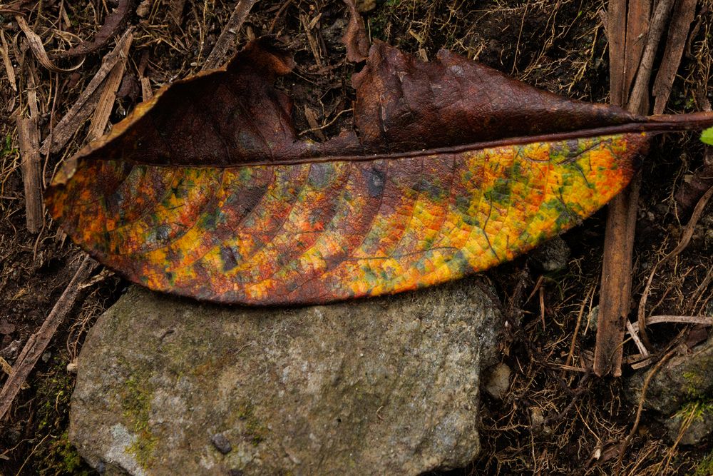 Leaf