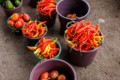Pelileo market