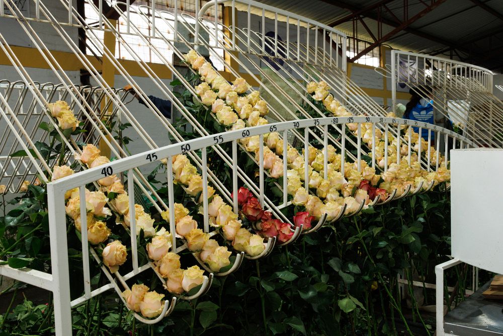 Success Rose Plantation