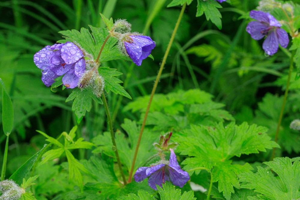 Woolly geranium