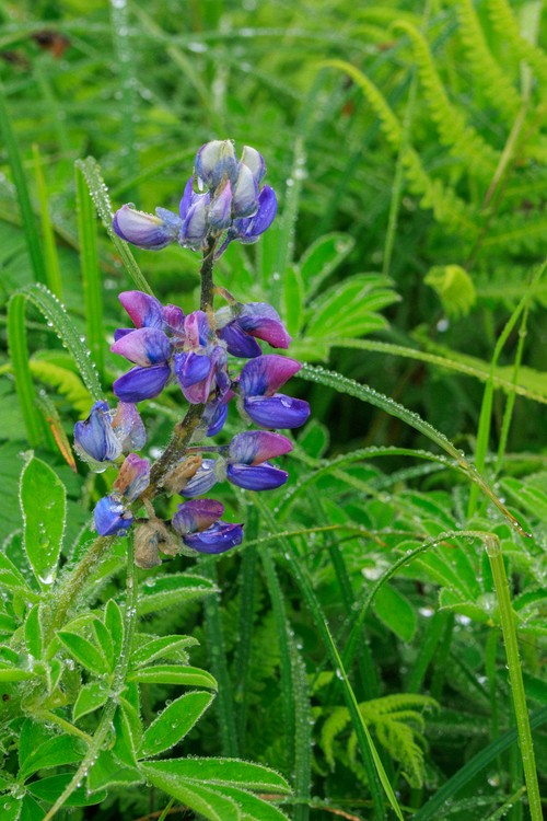 Lupine