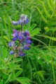 Lupine