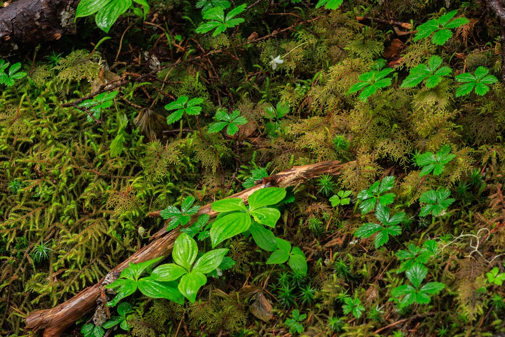 Forest floor