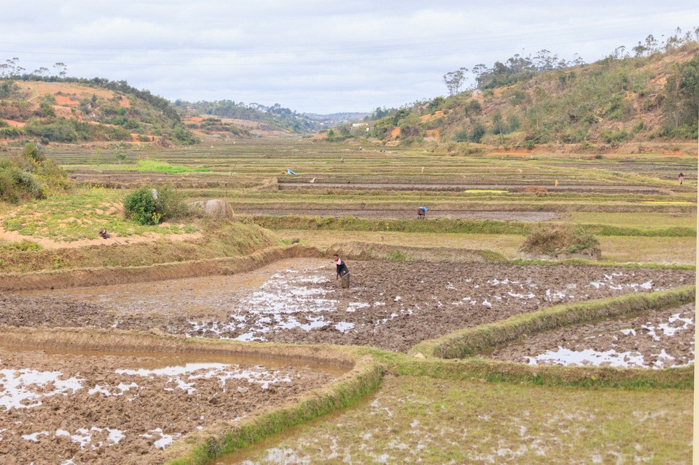 Rice fields