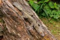 Common flat-tail gecko