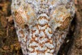Common flat-tail gecko