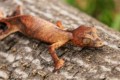Satanic Leaf-tailed Gecko