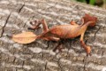 Satanic Leaf-tailed Gecko