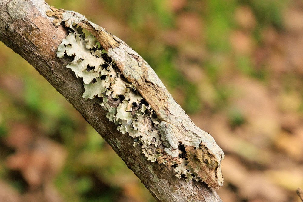 Mossy Leaf-tailed Gecko