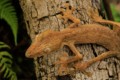Gecko