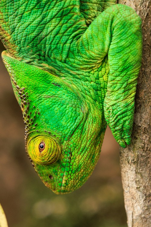 Parson's chameleon
