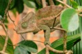 Chameleon