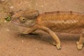 Chameleon