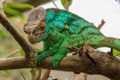 Chameleon