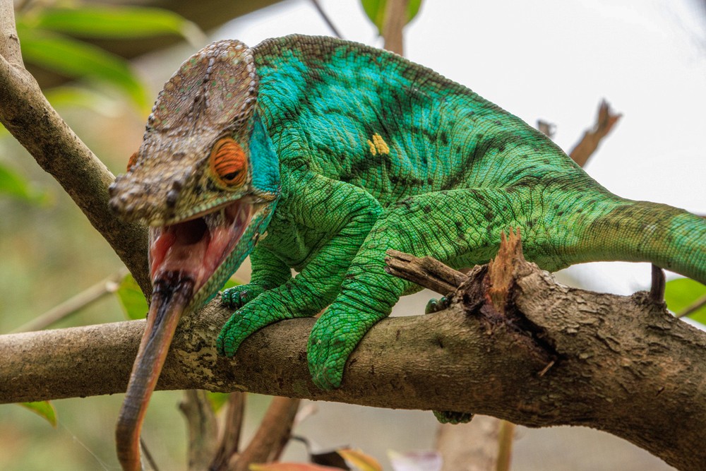 Chameleon