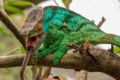 Chameleon